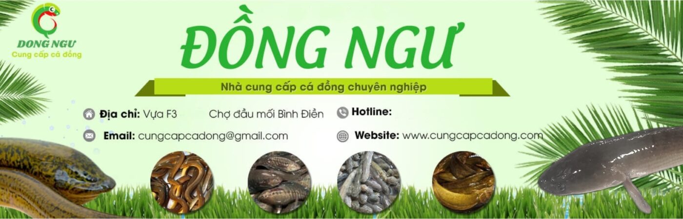 cung cap ca dong website 1400x450 - banner